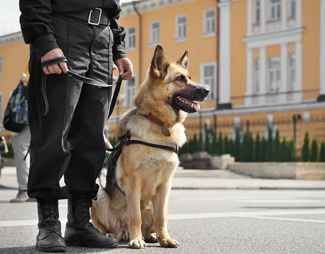 Société de Maitre-chien à Casablanca Maroc