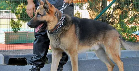 Société de Maitre-chien à Casablanca Maroc